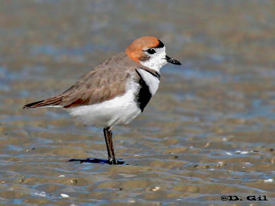 CHORLITO DOBLE COLLAR (Charadrius falklandicus)  - Playa Penino-SAN JOSE (Agosto 2011)